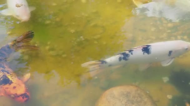 Meerkleurige Karpers Drijven Het Wateroppervlak Vissen Vijver — Stockvideo