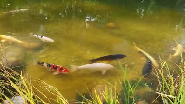 Bunte Karpfen Schwimmen Auf Der Wasseroberfläche Fische Teich — Stockvideo
