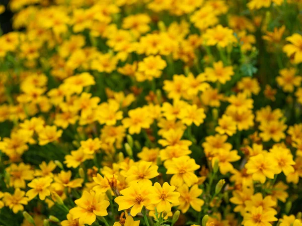 Pretty Tagetes Tenuifolia Kwitnące Parku Różne Dzikie Nagietki Rodziny Stokrotek — Zdjęcie stockowe