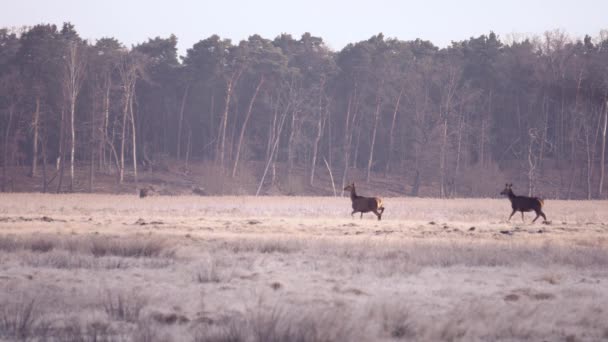 涼しい秋の朝に牧草地を走っている赤い鹿 Cervus Elaphus の群れ 食料を探している群れ — ストック動画