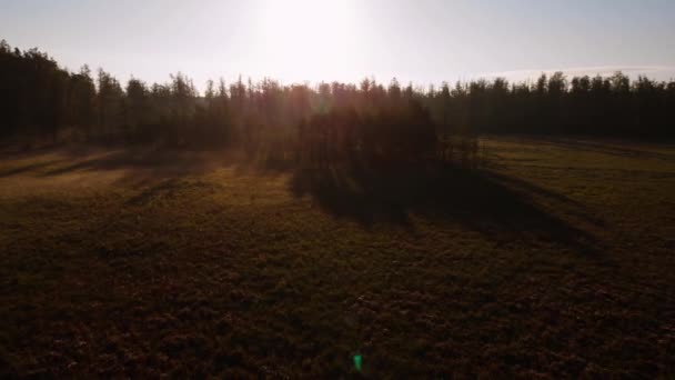 Misty Nevoeiro Cena Manhã Com Nascer Sol Sobre Floresta Prado — Vídeo de Stock