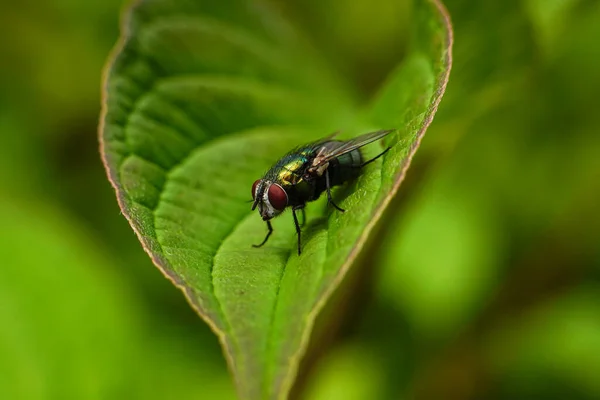 Groene Vlieg Een Groen Blad Macrofotografie Van Het Insect — Stockfoto