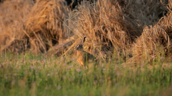 Avrupa Kahverengi Tavşanı (Lepus Europaeus) bir çayırda dinleniyor. Tavşan güneşin tadını çıkartıyor. Yaz mevsiminde çiftlikte tavşan.