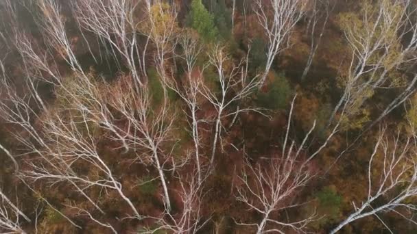 Voo Sobre Floresta Colorida Vista Vertical Cima Voo Sobre Florestas — Vídeo de Stock