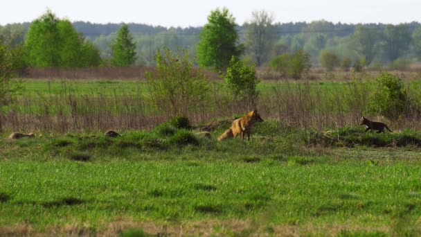 Самка Red Fox Vulpes Vulpes Охраняет Пять Молодых Рыжих Лис — стоковое видео