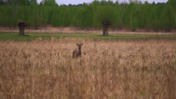 Мужчина Олень Capreolus Capreolus Ходит Лугу Рой Дир Ищет Еду — стоковое видео