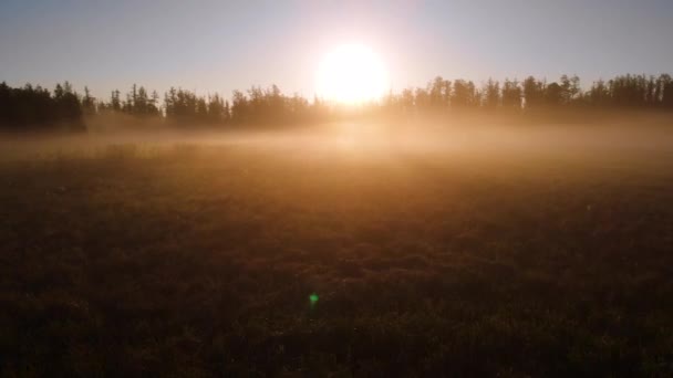Güneşin Doğuşunda Sisli Çam Ormanlarının Üzerinde Uçuyor Güneş Işınları Taze — Stok video