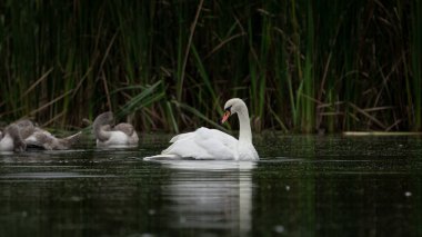 Beyaz dişi Kuğu (Cygnus olor) gölde çok fazla su sıçratarak yıkanır. Kuğu kanatlarını açar. Genç kuğu yavrularıyla Dilsiz Kuğu.