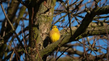 Sarı Çekiç (Emberiza citrinella) mavi gökyüzü arka planındaki ağacın dalında oturuyor