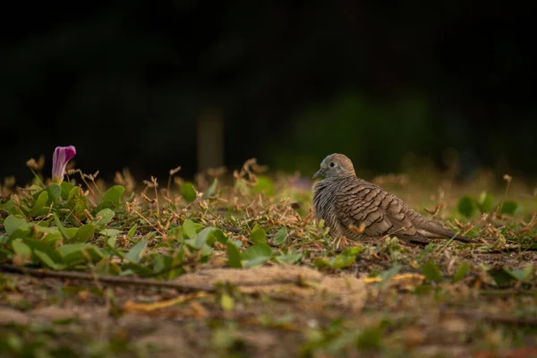 Colombe Zébrée Geopelia Striata Repose Sur Sol Coucher Soleil Également — Photo