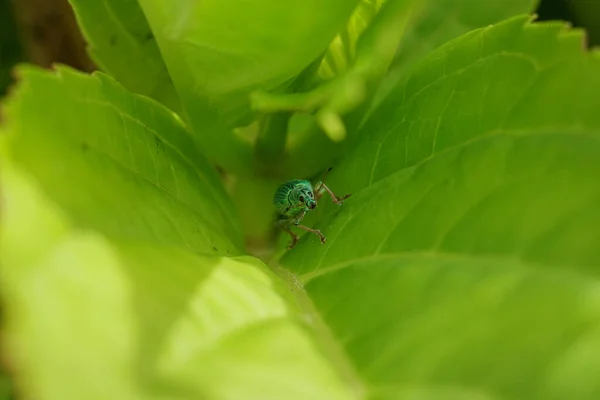 Böcek buğday bitleri (Otiorhynchus) yeşil yaprak yerler. Böceğin yakın görüntüsü