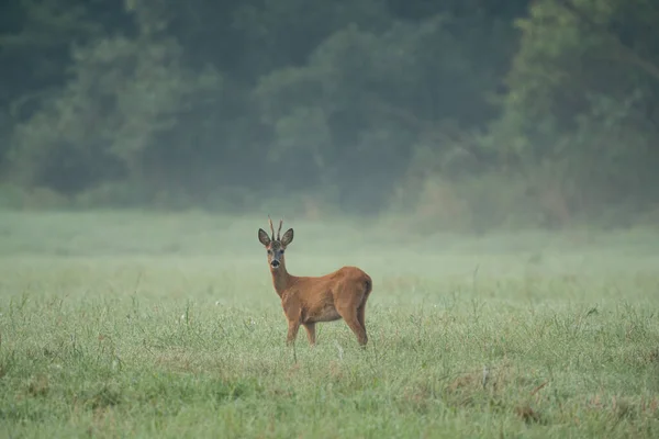 Majestic erkek Roe Deer (Capreolus capreolus) geyiği yazın yeşil çayıra yaklaşan büyük boynuzlu geyik. Turuncu kürklü erkek memeli gün doğumunda otların arasında fotokopi uzayı ile yürüyor. Doğal ortamdaki hayvanlar.