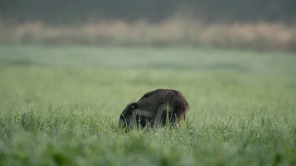 Junges Wildschwein Sus Scrofa Läuft Einem Nassen Sonnigen Morgen Auf — Stockfoto