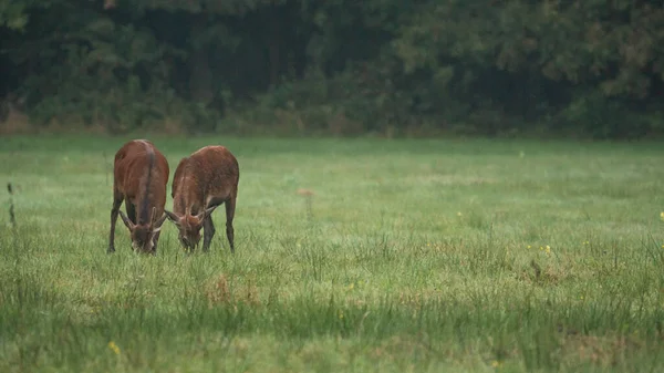 İki genç Kızıl Geyik (Cervus elaphus), ormanın ortasındaki bir çayırda yaz mevsiminde ot yiyorlar. Tek boynuzlu geyik