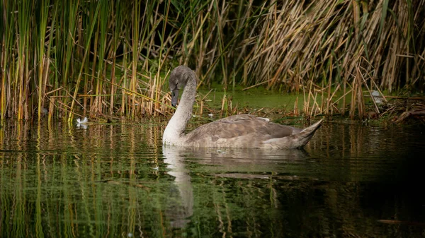 葦の間の湖の上の若いミュート白鳥 シグナス色 野鳥のいる野生の風景 穏やかな水の中で夏の日に白鳥 自然生息地の鳥 — ストック写真