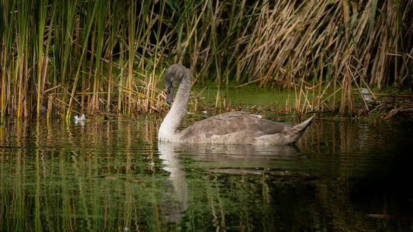 Fiatal Néma Hattyú Cygnus Olor Tavon Nádasok Között Vadvilági Jelenet — Stock Fotó