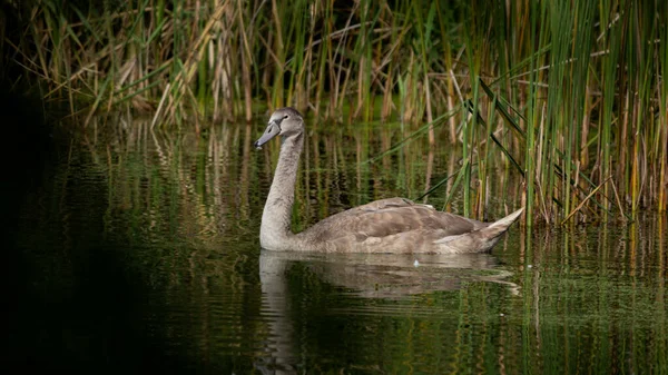 Young Mute Swan Cygnus Olor Lac Printre Stuf Scena Faunei — Fotografie, imagine de stoc