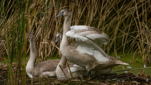 Genç Dilsiz Kuğu ailesi (Cygnus olor) sazlıkların arasında dinleniyor. Su kuşlarıyla vahşi yaşam sahnesi. Dilsiz kuğu esniyor. Yaz günü sakin sularda kuğu. Doğal ortamdaki kuşlar.
