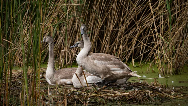 Familia Young Mute Swans Cygnus Olor Odihnește Cuib Printre Stuf — Fotografie, imagine de stoc