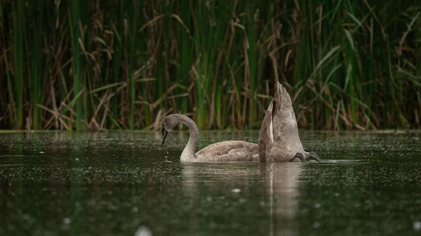 Genç gri dilsiz kuğular (Cygnus oluğu) sazlıklar arasında yiyecek bulmak için dalıyorlar. Yaz günü sakin sularda kuğular. Doğal ortamdaki kuşlar.
