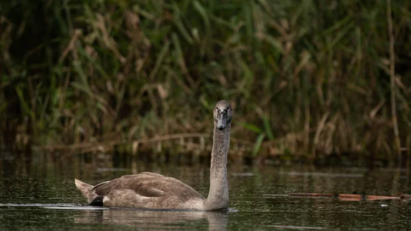 Genç Dilsiz Kuğu (Cygnus olor) sazlıkların arasındaki gölde. Su kuşuyla vahşi yaşam sahnesi. Yaz günü sakin sularda kuğu. Doğadaki kuş yuvası