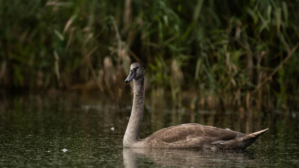 Genç Dilsiz Kuğu (Cygnus olor) sazlıkların arasındaki gölde. Su kuşuyla vahşi yaşam sahnesi. Yaz günü sakin sularda kuğu. Doğadaki kuş yuvası