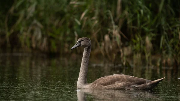 Fiatal Néma Hattyú Cygnus Olor Tavon Nádasok Között Vadvilági Jelenet — Stock Fotó