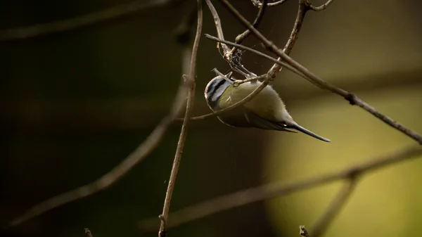 Blue Tit Cyanistes Caeruleus Hanging Upside Tree Branch Sunny Morning — Stock Photo, Image