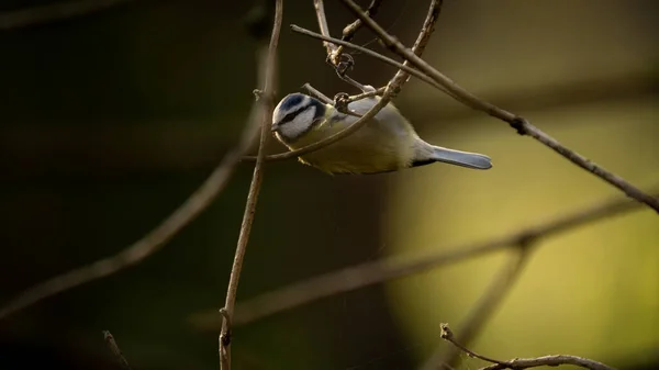 Blue Tit (Cyanistes caeruleus) hanging upside down on tree branch on a sunny morning in the forest