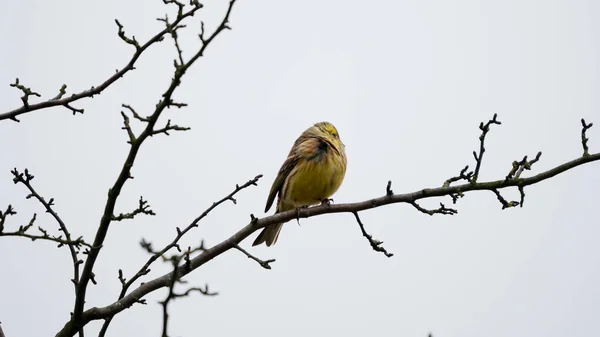 Yellowhammer Emberiza Citrinella Siedzi Gałęzi Koronie Drzew Chmurny Chłodny Dzień — Zdjęcie stockowe