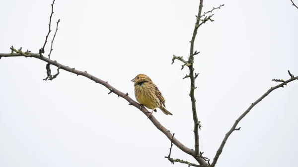 Sarı Çekiç (Emberiza citrinella) ağaçların taç dalında bulunur. Bulutlu soğuk bir gün