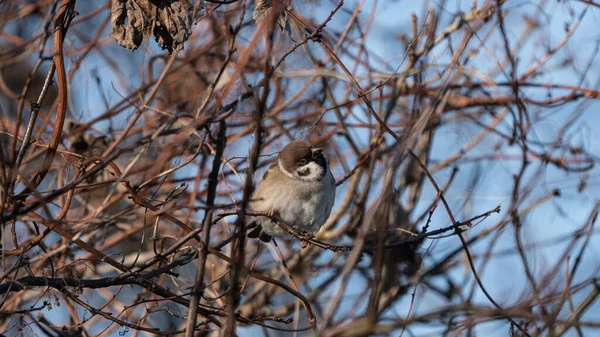 Avrasya Ağaç Serçesi (Passer montanus) ağaçların tepesindeki kuru bir dalda bulunur.