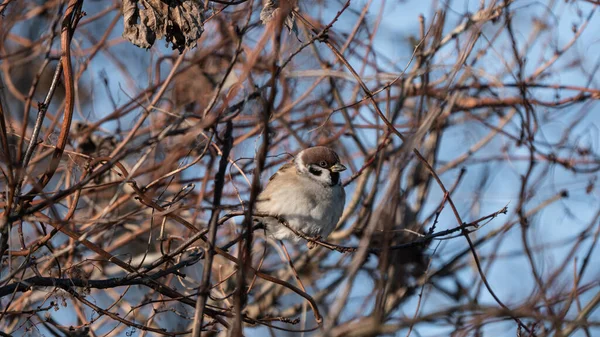 Avrasya Ağaç Serçesi (Passer montanus) ağaçların tepesindeki kuru bir dalda bulunur.