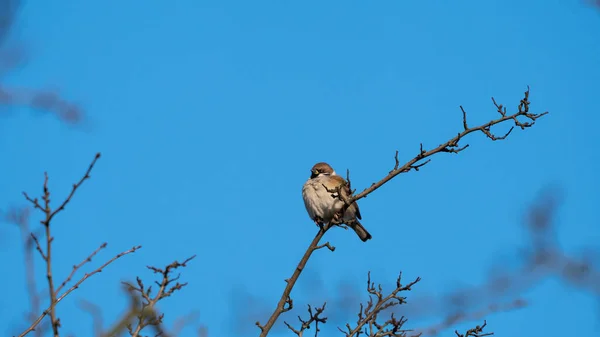Eurasian Tree Sparrow Passer Montanus Sedí Suché Větvi Koruně Stromů — Stock fotografie