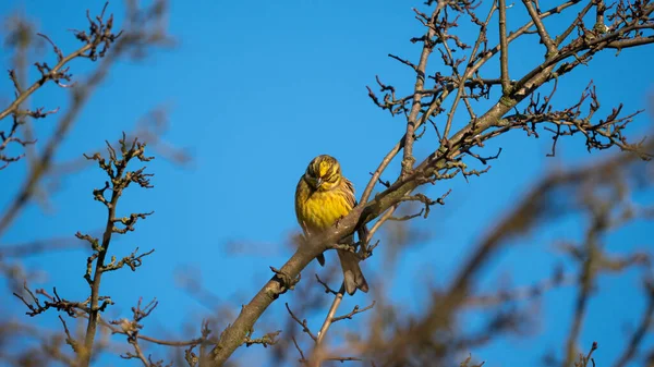 Sarı Çekiç (Emberiza citrinella) mavi gökyüzü arka planındaki çalıların üzerinde oturuyor