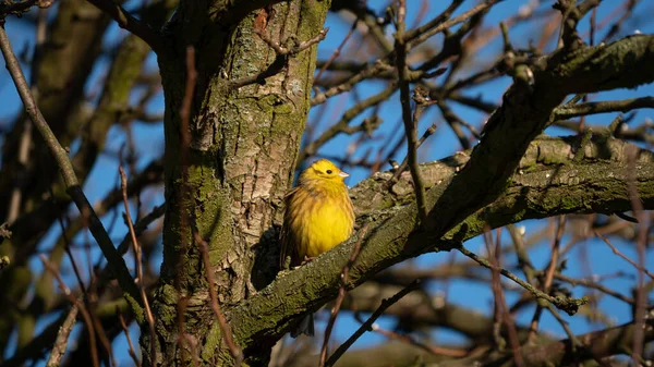 Yellowhammer Emberiza Citrinella Assis Sur Branche Arbre Sur Fond Ciel — Photo