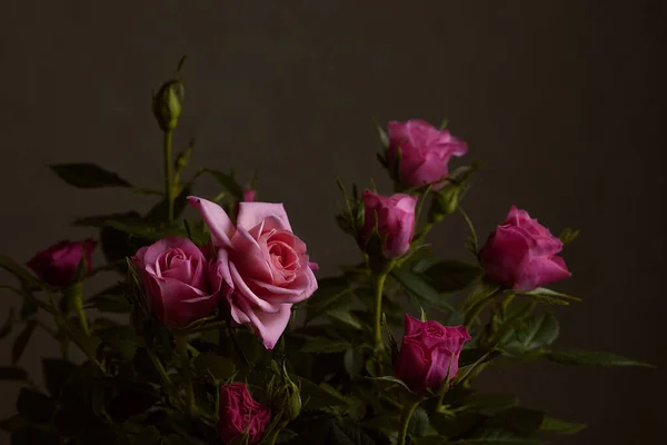 Rosa rosor på en suddig bakgrund ur fokus, begreppet Alla hjärtans dag och 8 mars — Stockfoto