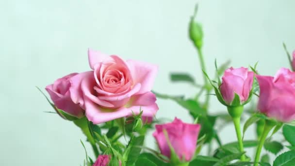Rosa Mini-Rosen in grünem Laub — Stockvideo