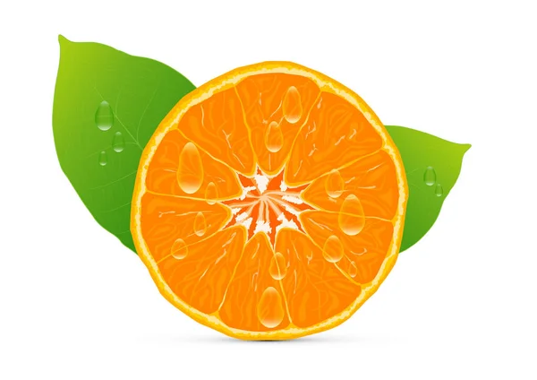 Buah Oranye Diiris Dengan Tetes Jus Dan Hijau Vektor Daun - Stok Vektor