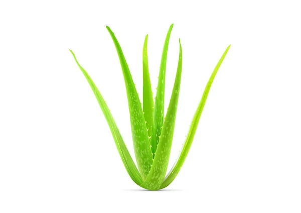 Realista Verde Aloe Vera Planta Vetor Ilustração — Vetor de Stock