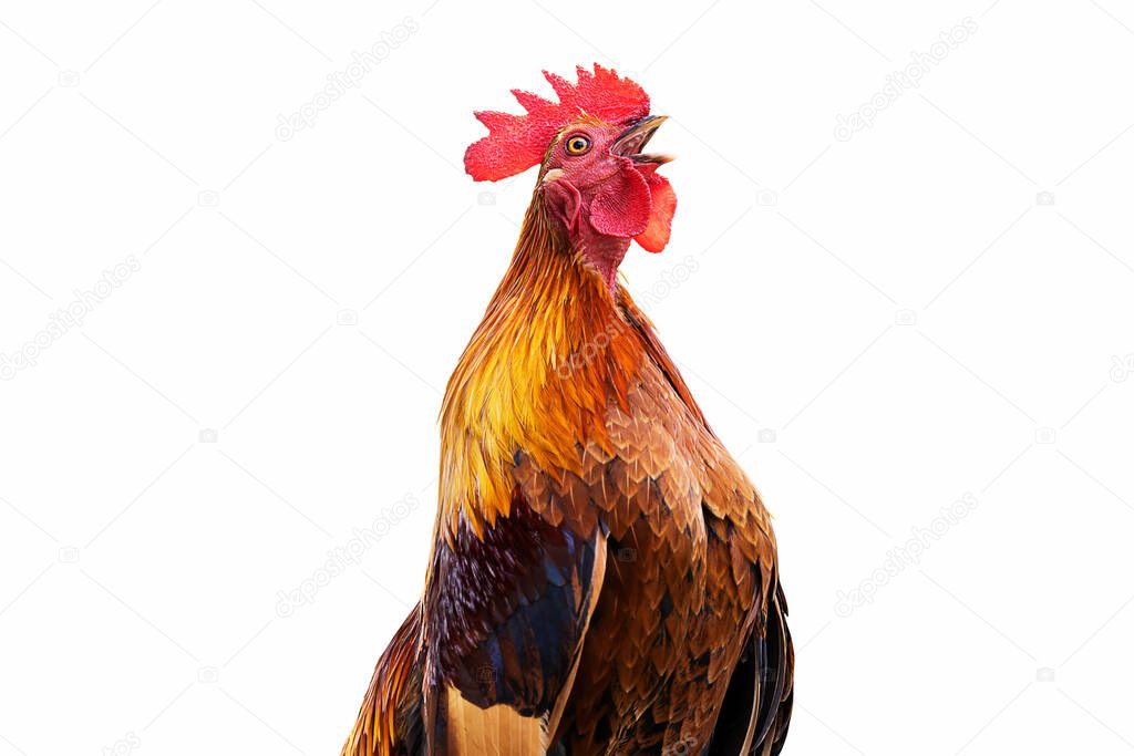 Head shot of colorful rooster crowing on white background with clipping path