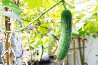 Sebze bahçesinde salatalık yetişiyor.