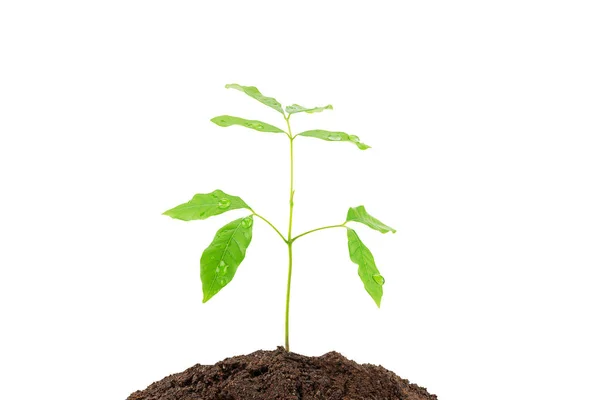 Sprout Growing Soil White Background Clipping Path Environmental Concept Stock Picture