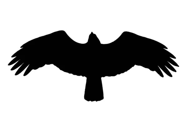 Silueta Ptáka Brahminy Drak Létání Vektorové Ilustrace — Stockový vektor