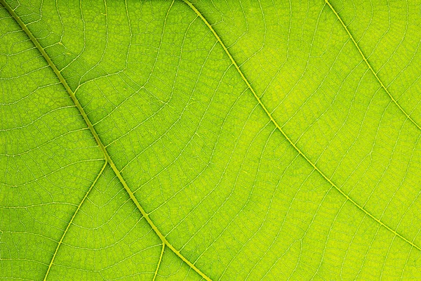 Closeup of tropical green leaf with skeleton texture  background