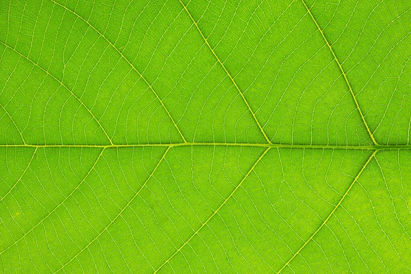 Closeup of tropical green leaf with skeleton texture  background