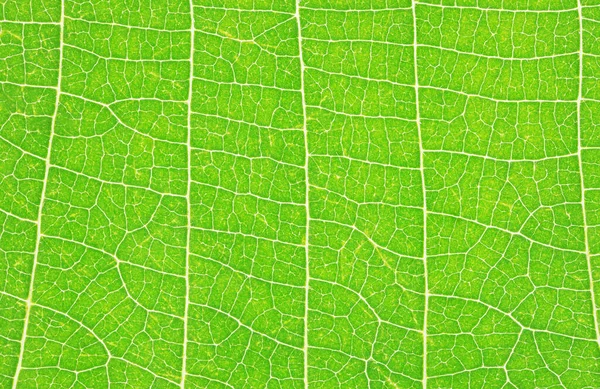 Closeup Tropical Green Leaf Skeleton Texture Background — Stok fotoğraf