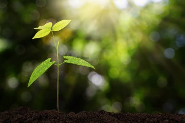 Sprout on blurred green bokeh with soft sunlight  background, environmental concept