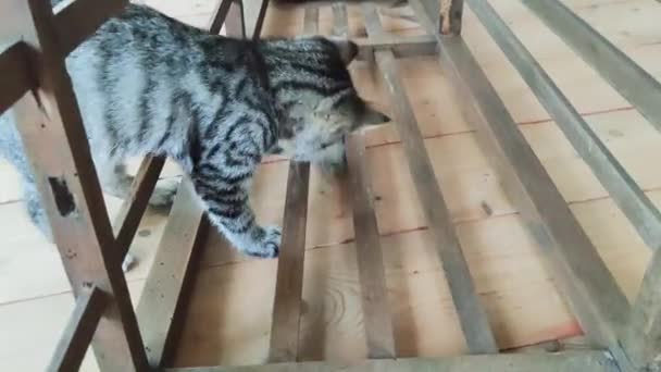 Pequeño gatito gris esponjoso juega con un ratón en el suelo de madera. — Vídeos de Stock