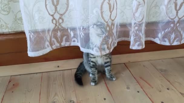 Un petit chaton gris joue avec un rideau sur le sol en bois d'une maison de village. — Video
